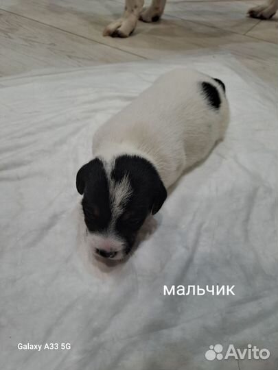 Джек Рассел терьер