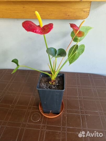 Комнатные цветы антуриум