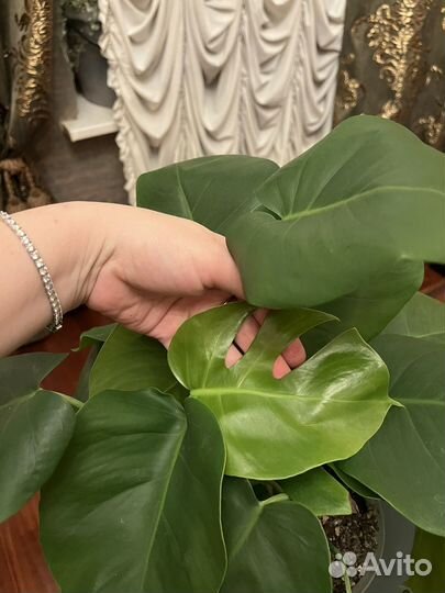Монстера деликатесная