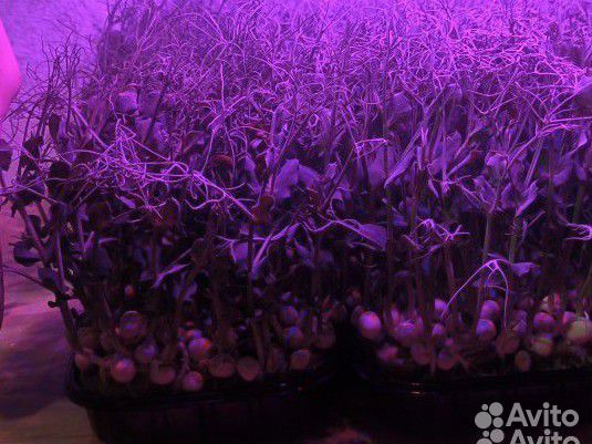 Микрозелень горох