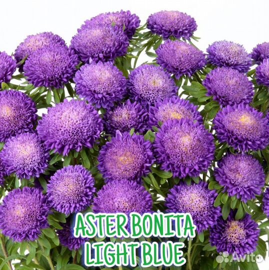 Рассада астры серии Бонита