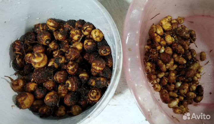 Чуфа сортовая