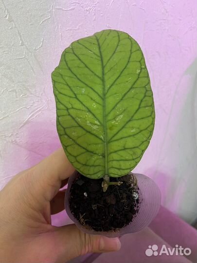 Хойя мередичи грин