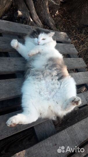 Котик в добрые руки