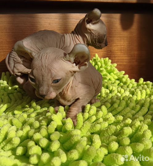 Канадский сфинкс котенок