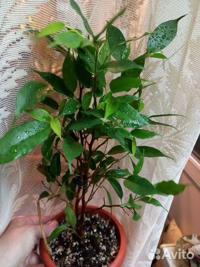 Наташа фикус