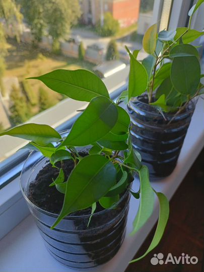 Фикус бенджамина
