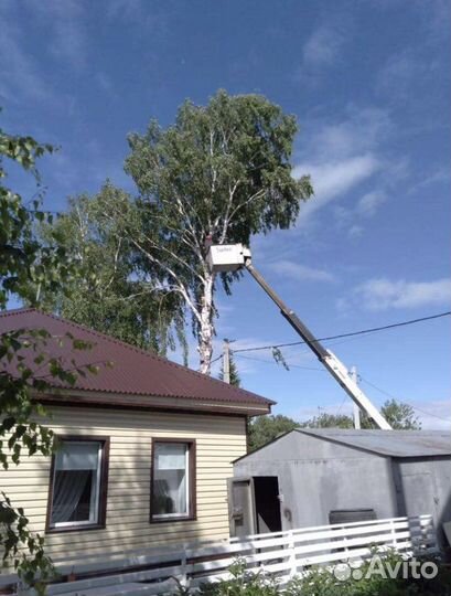 Спил деревьев