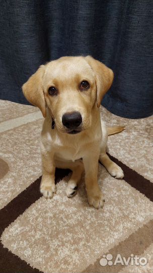 Лабрадор щенок