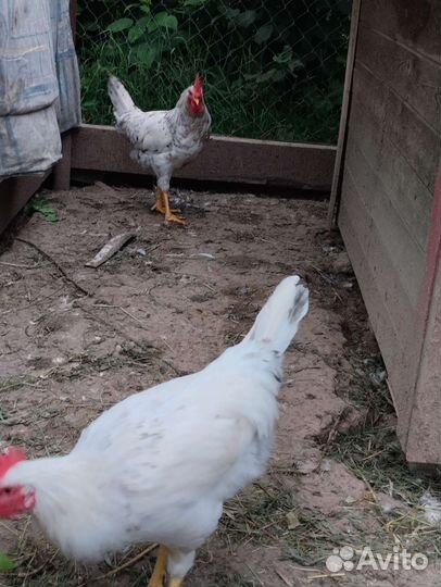 Молодые петушки