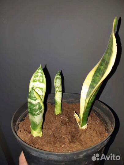 Сансевиерия