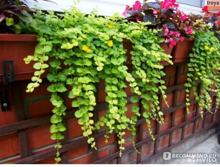 Вербейник монетчатый