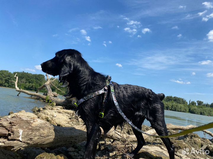 Спаниель в добрые руки