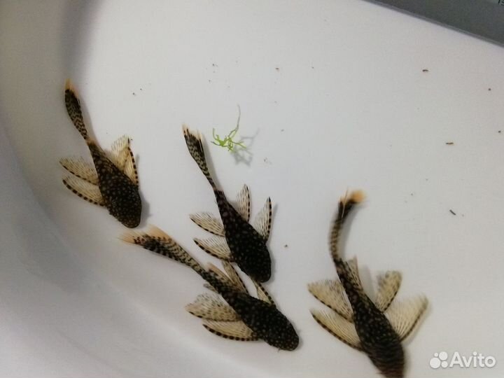 Сом вуалевый