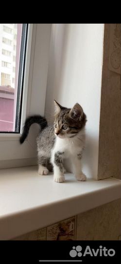 Европейская