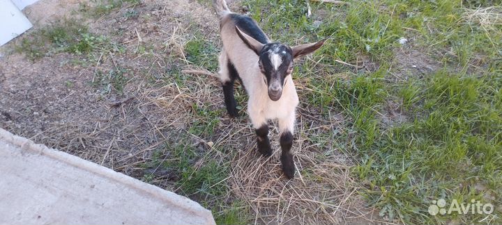 Козлята