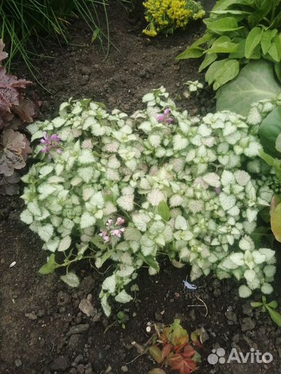 Яснотка, бадан, декоративный лук