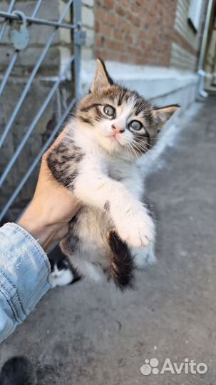 Котики бесплатно