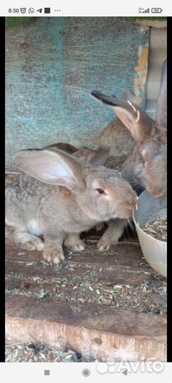 Кролики мясных пород