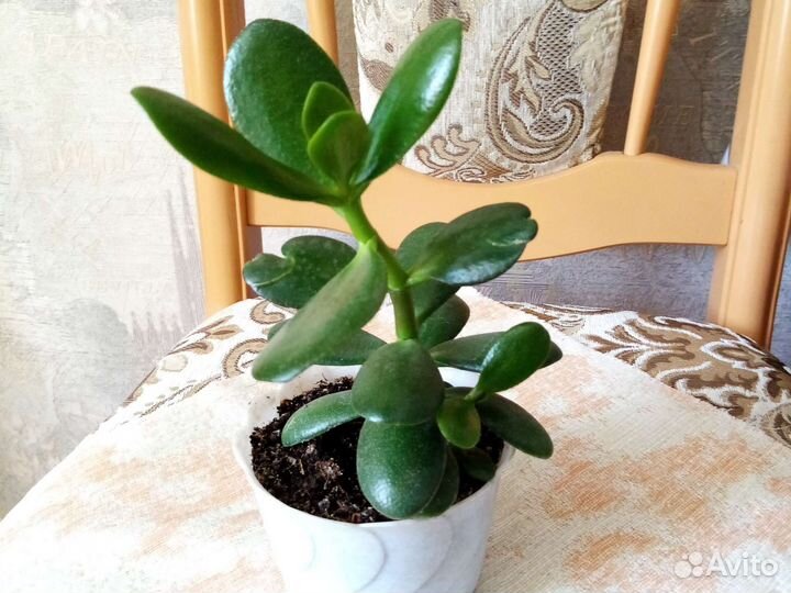 Толстянка - денежное дерево