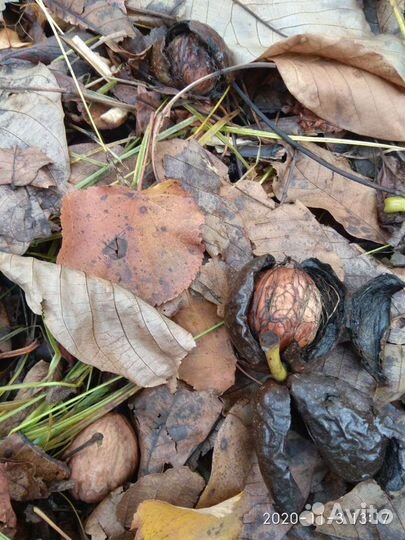 Саженцы грецкого ореха, черешни и алычи