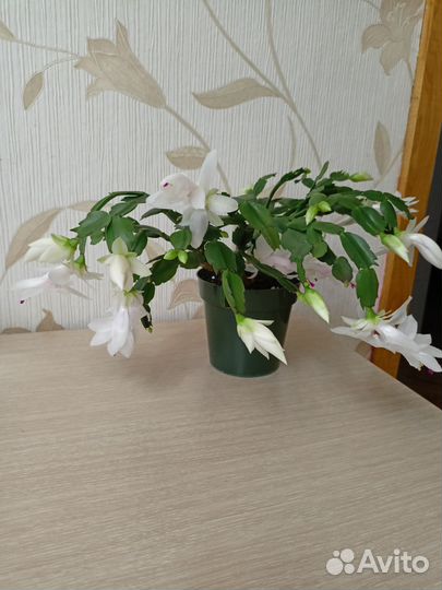 Декабрист шлюмбергера белый