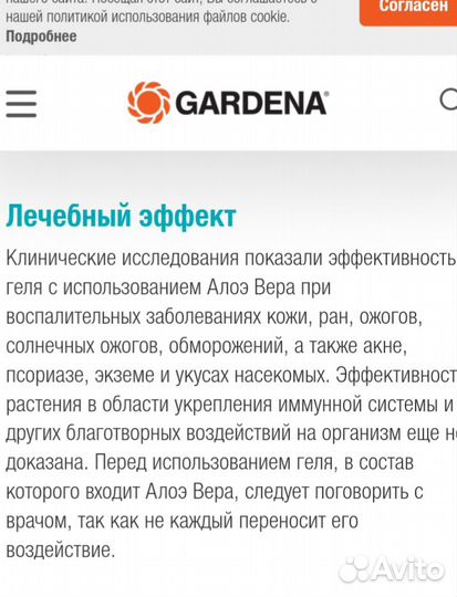 Алоэ вера