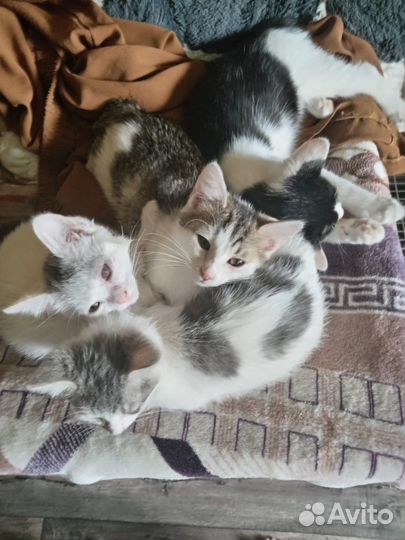 Котята в добрые руки