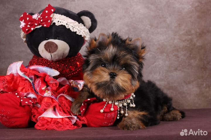 Йоркширская мелкая красотка Клеопатра РКФ