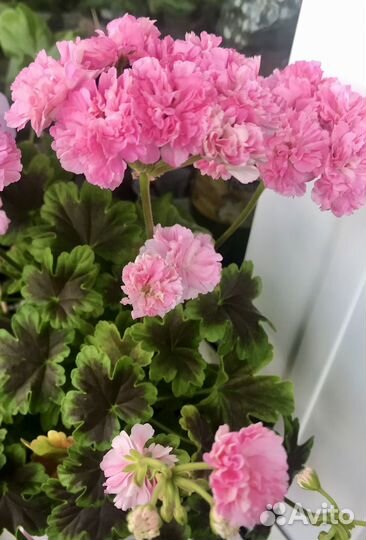 Пеларгония сортовая