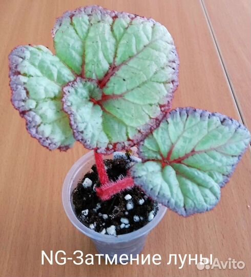 Бегони NG