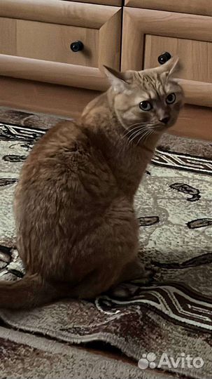 Отдам кота в добрые руки