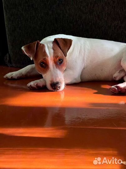 Вязка джек Рассел терьер