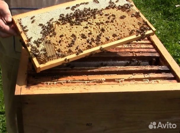 Мед 2024 года натуральный опт