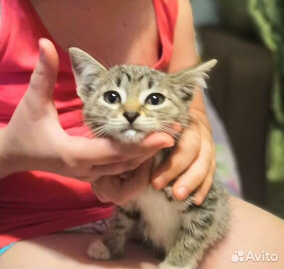 Кошечка в добрые руки