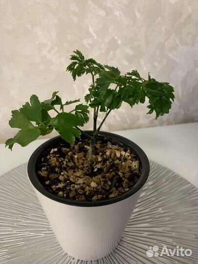 Комнатные цветы