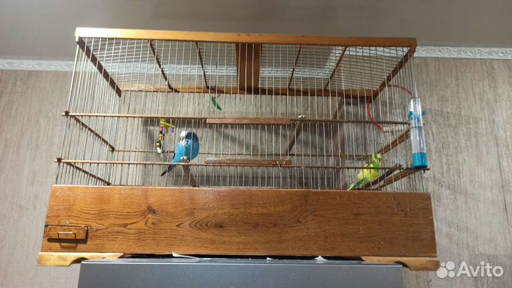 Волнистый попугай пара с клеткой