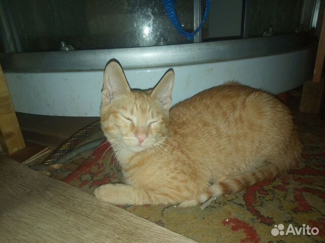 Отдам в добрые руки