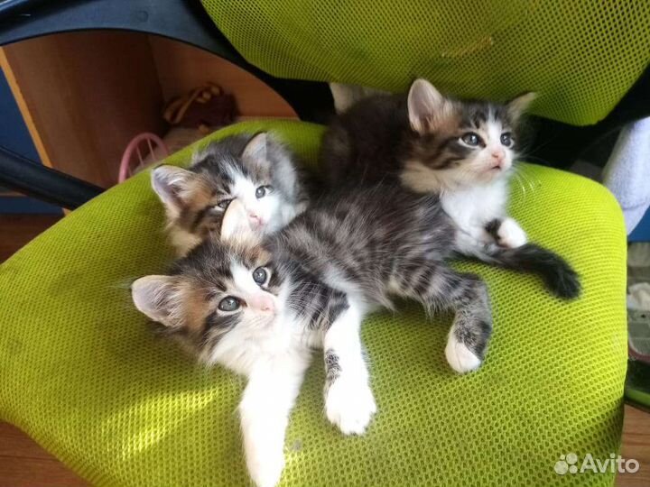 Отдам котят бесплатно, в хорошие руки