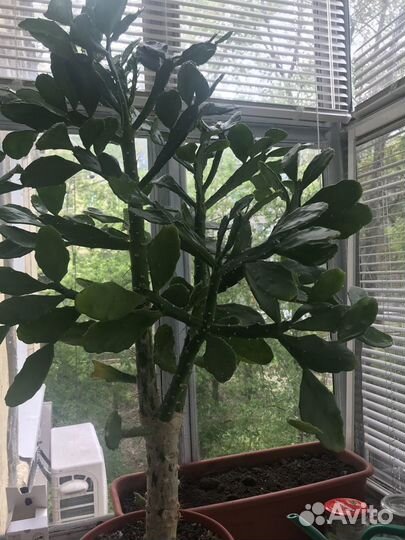 Кактус дерево бразилиопунция