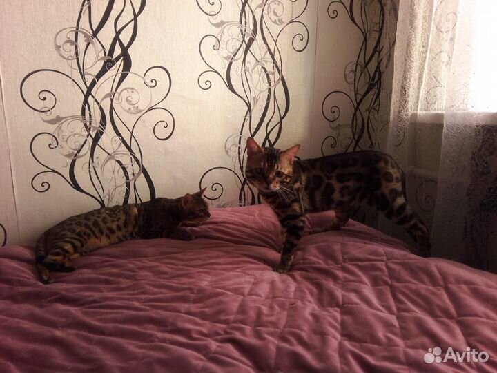 Бенгальский кот продажа