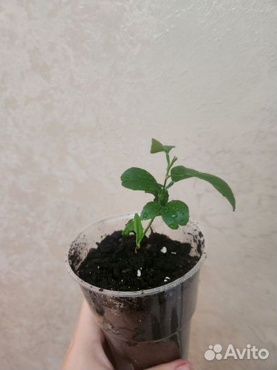 Апельсиновое дерево