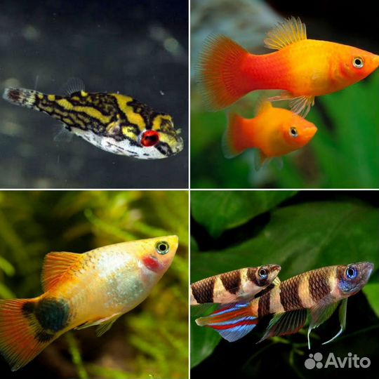 Аквариумные рыбки, креветки, улитки, рептилии