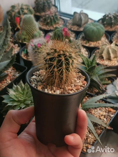 Кактусы и суккуленты