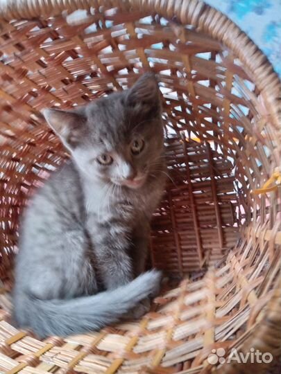 Котята в добрые руки даром