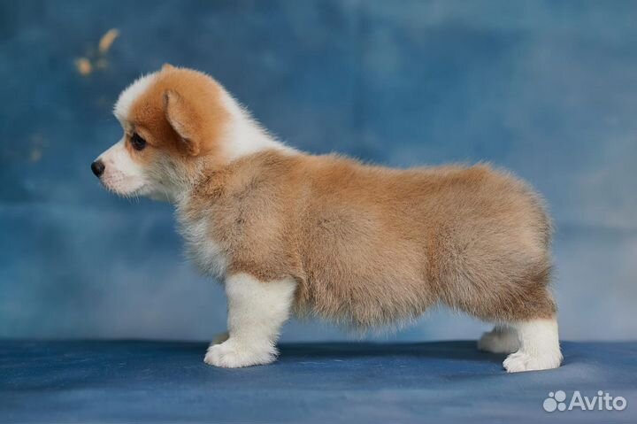 Вельш-корги пемброк мальчик