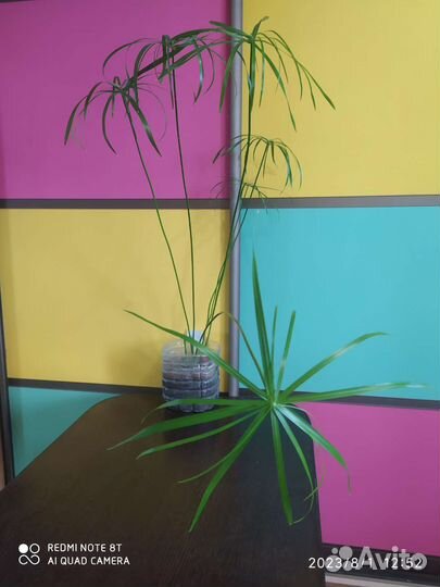 Циперус или болотная Пальма, 2года