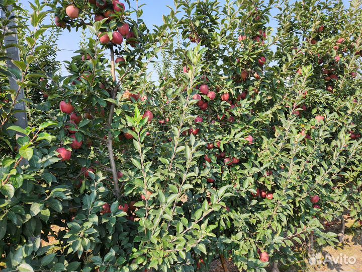 Яблоки сорта Джерамин