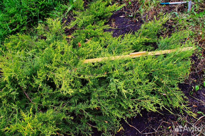 Можжевельник Куривао Голд