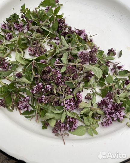 Сушеные травы душица, зверобой